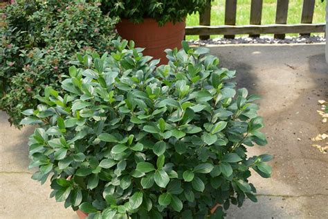 See full list on whiteflowerfarm.com Aronia melanocarpa Low Scape Mound™ #3 in 2020 | Plants for planters, Plants, Chokeberry