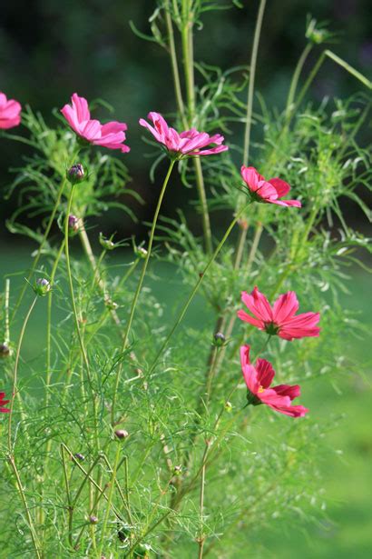 Pink Cosmos Flowers In The Garden Free Stock Photo Public Domain Pictures