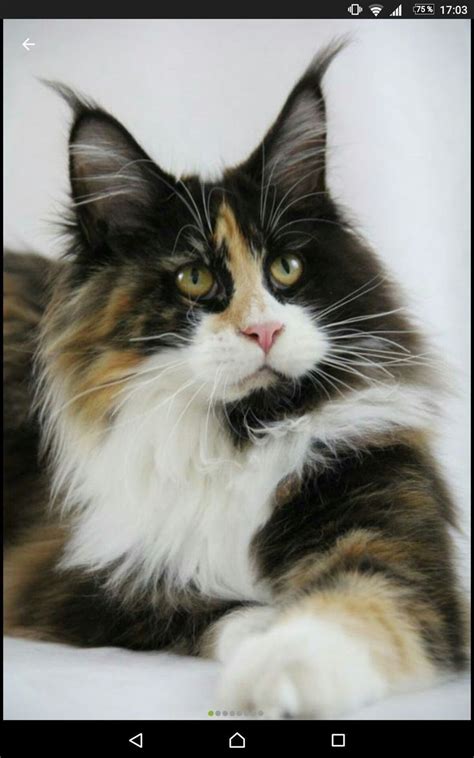 Maine coons are one of the most popular cat breeds. 89 best Maine Coon/Ragdoll Mix - We love our Bearadactyl ...