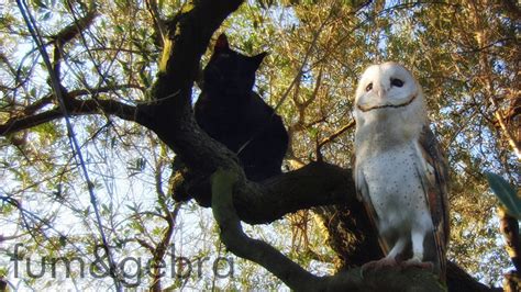 Cat And Owl Playing Together A Perfect Friendship Owl Cats Cat