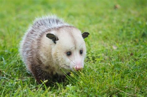 How Opossums Get In Your House Wildside Wildlife Removal
