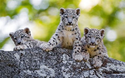 Snow Leopard Cub 40b