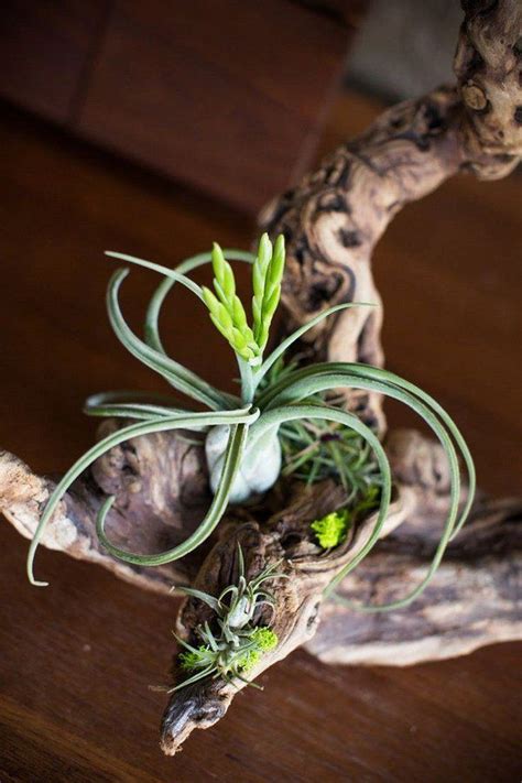 I have to admit, this is one of my favorite air plant display ideas yet because there is something about repurposing old stuff to make new stuff that's absolutely brilliant. most beautiful air plants display ideas home decor ideas ...
