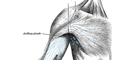Lymph Nodes Around Elbow