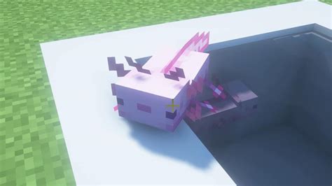 What Do Axolotls Eat In Minecraft The Nerd Stash