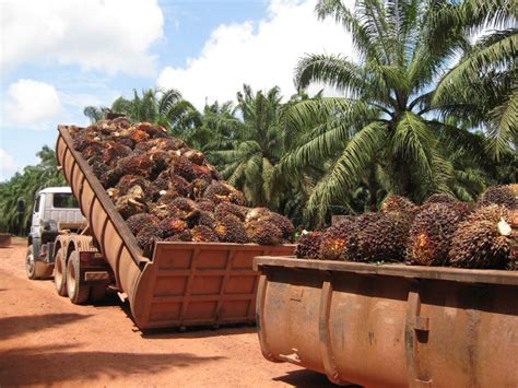 Sarawak oil palms berhad produced about 416.7 thousand tons of crude palm oil at the end of fiscal year 2019. Palm Oil Industry | Home
