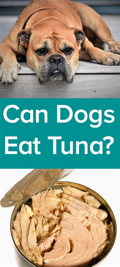 Is Tuna Good For Dogs How To Feed Tuna To Your Puppies Fashionable