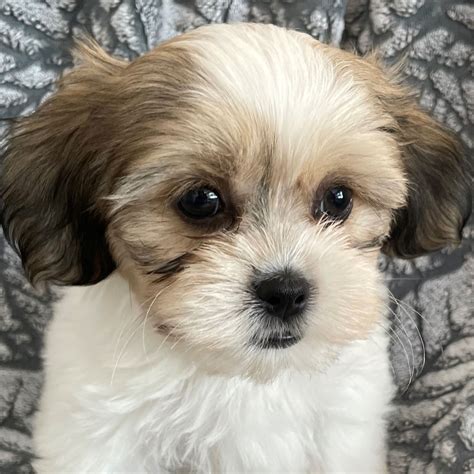 Teddy Bear Puppy For Sale Heavenly Puppies