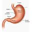 Anatomy Of Stomach Antrum