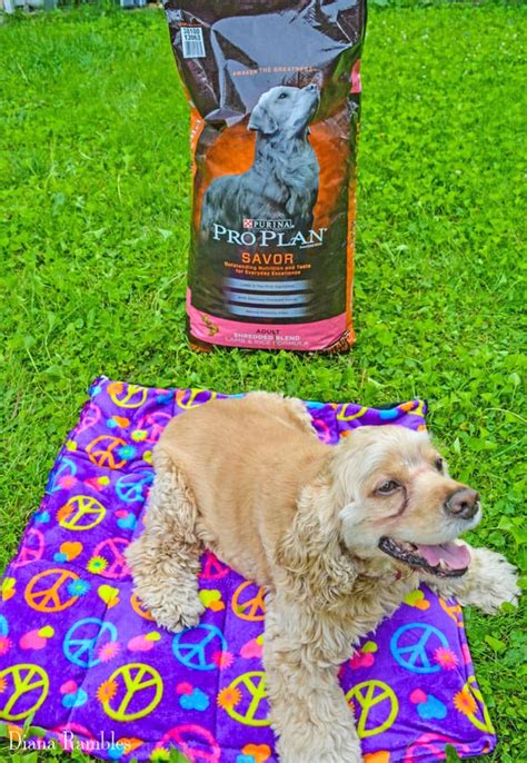 Purina® pro plan veterinary diets® has formulated a wide range of nutritional solutions, ranging from therapeutic diets for pets with complex health issues, to wellness formulas that meet the needs of cats in all life stages. DIY Dog Cooling Mat Tutorial - Keep Your Dog Cooled Off in ...