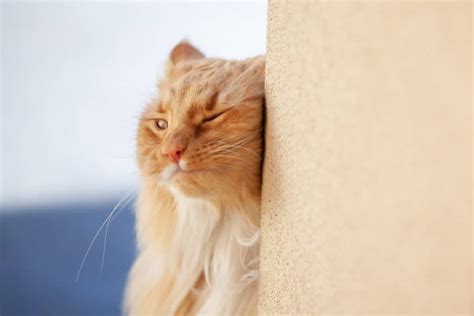 Ear Mites In Cats What Are The Signs And How To Treat Them