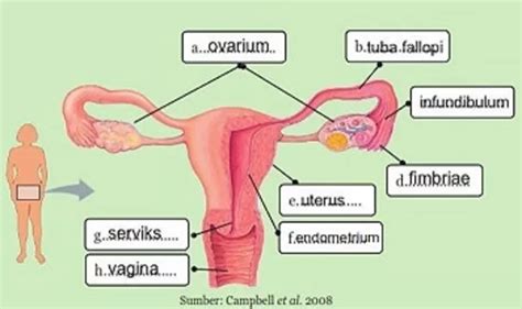 Apa Saja Struktur Dan Fungsi Organ Pada Sistem Reproduksi Wanita