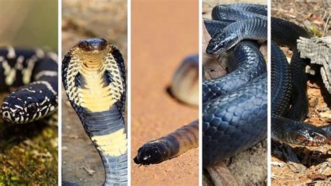 Why Some Snakes Eat Other Snakes Discover The Best Videos Ti