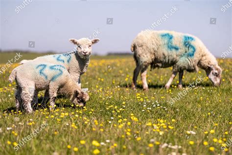 Sheep Her Lambs Grazing On Sussex Editorial Stock Photo Stock Image