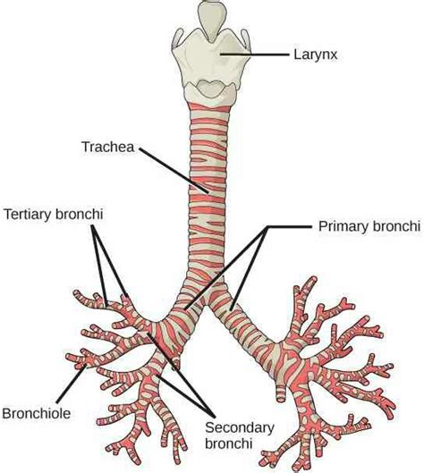 Anatomia Di Trachea Bronchi E Polmoni My Xxx Hot Girl