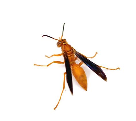 Red Wasps Pests In Tennessee Pest Identifier Us Pest Protection
