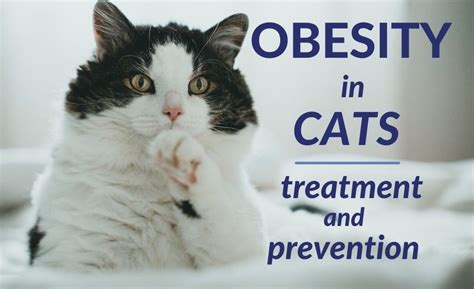 obesity in cats treatment and prevention minnesota veterinary hospital best vet shoreview mn