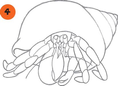 There are over 800 species of hermit crab. Crab Drawing, Pencil, Sketch, Colorful, Realistic Art Images | Drawing Skill