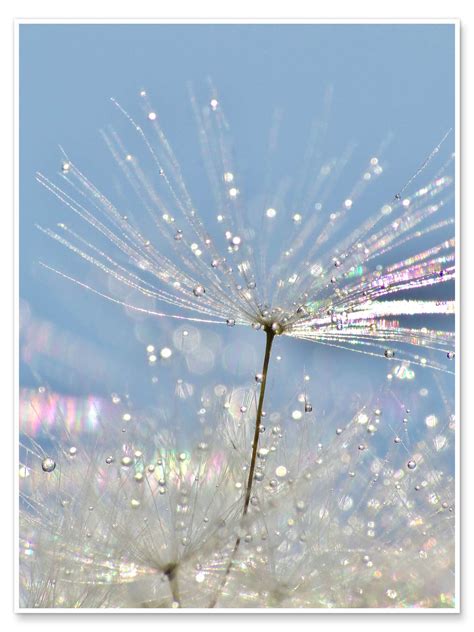 Dandelion Crystal Print By Julia Delgado Posterlounge