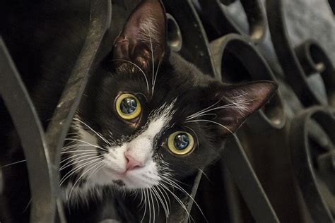 September 23, 2018 admin 0 comments can you trim cat whiskers, cat losing whiskers, cat whiskers, cat with mustache, cutting cat whiskers, do cats shed. Cat Whiskers: Why Do Cats Have Whiskers? What Do Cat ...