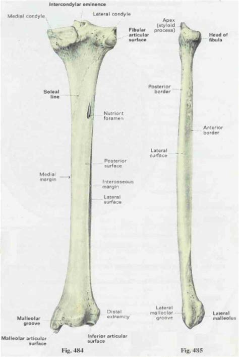 Anatomy Tibia And Fibula Diagram