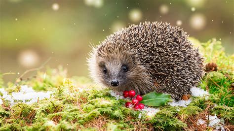Hedgehog Holly - Bing Wallpaper Download