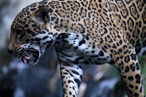 13 Awesome Native Animals You Must See In Peru