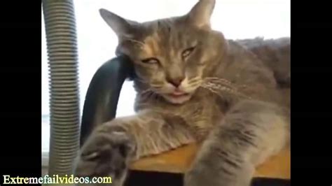 Ataxia is the loss of muscle control and balance. CAT VIDEOS ★ Comical Cats (HD) Funny Pets - YouTube