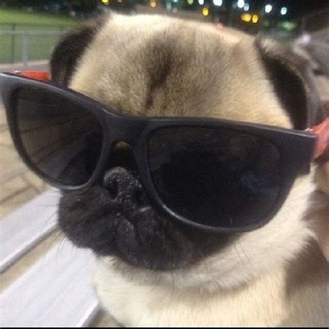 This Adorable Pug Wears His Sunglasses At Night Ruffington Post