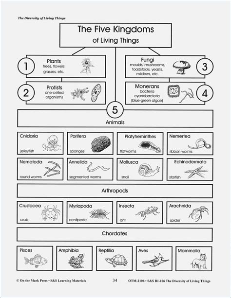 Classification Of Living Things Worksheet