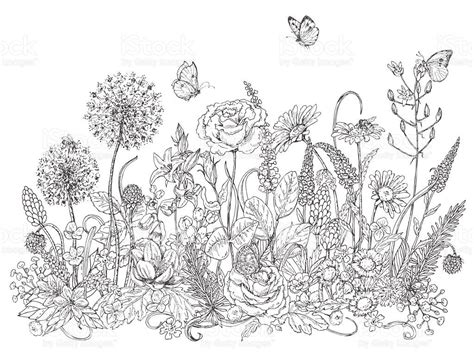 Wildflowers And Insects Sketch Royalty Free Wildflowers And Insects