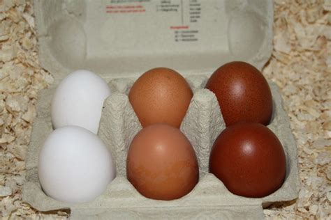 Lange zeit einziges zuchtziel war die farbe der eierschale. Hühner Eierfarbe - Bunte Eier: Welche Farben gibt es ...