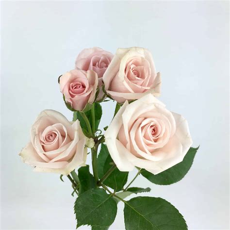 Spray Rose Blush Pink Wholesale Bulk Flowers Cascade Floral