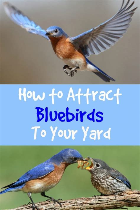 Attracting bluebirds is a bit challenging, especially when you're willing to invite them to your yard. Attract Bluebirds to Your Yard - Some Simple Tips in 2020 ...