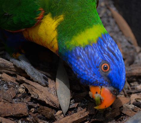 Hybrid Parrots Flickr Photo Sharing