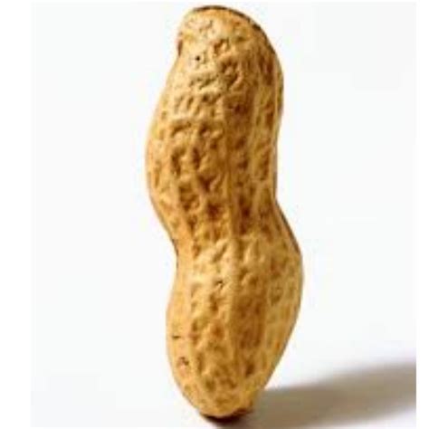 The Peanut Youtube