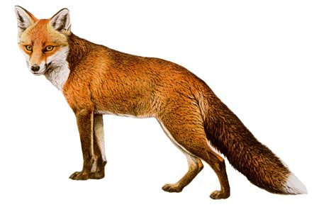 Fox Png Image Free Download Picture Transparent Image Download Size