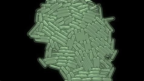 Bacterial Multiplication Animation Showing The Growth Of Bacteria