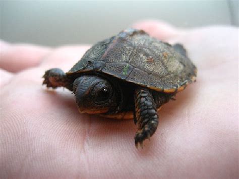 The Not So Boring Life Of Baby Turtles 15 Pics