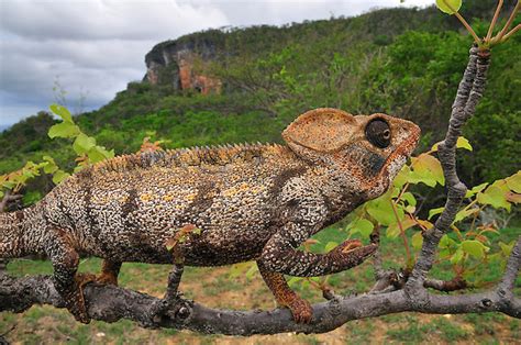 Giant Madagascar Chameleon Furcifer Oustaleti Rolf Nussbaumer