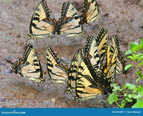 Tiger Swallowtail Butterflies Stock Image Image Of Fauna Garden
