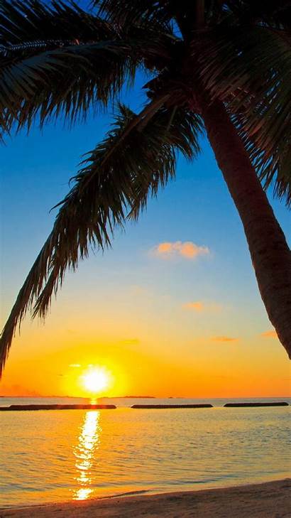 Iphone Sunset Wallpapers Under Palm Tree Palms