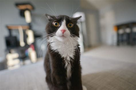 6 videos virales de gatos miau y a reír Mascotadictos