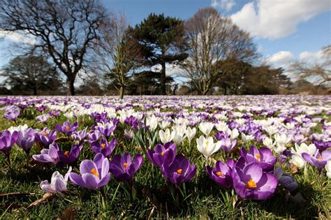 5 Most Beautiful Spots To See Spring Flowers In London Beautiful