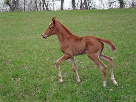 1920x1200 Wallpaper Brown Baby Horse Running On Field Peakpx