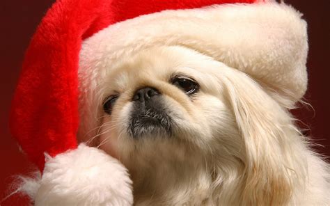 Background Cute Dog Christmas Wallpapers Largest Wallpaper Portal