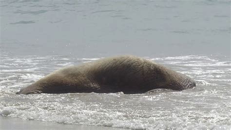 Walrus At Polin Beach Near Kinlochbervie Scotland 17518 Pt 3 Youtube