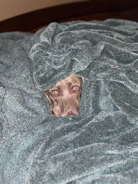 But Mama I Dont Know Want To Get Up Rweimaraner