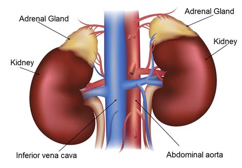Adrenal Gland Where Is It Located Wallstreetfer