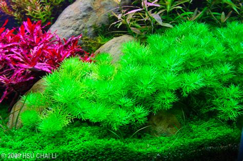 List of all 29 plants in this dutch aquascape great garden ideas. 2009 AGA Aquascaping Contest - #11 | Aquascape, Red plants ...